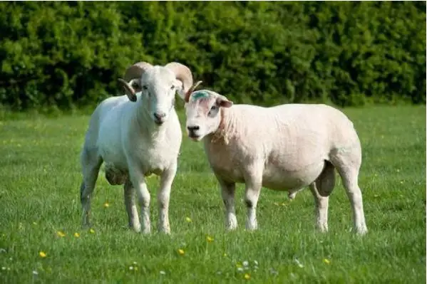 属羊的年龄多大了，属羊人2022 年全年运势